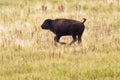 Calf of american buffalo on the meadow Royalty Free Stock Photo