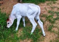 Calf or baby cow in white colour