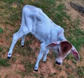Calf or baby cow in white colour