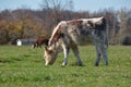 Calf grazing in field