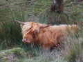 Calf, baby highland Cow, part of the Dartmoor Highland Cattle herd Royalty Free Stock Photo