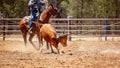 Team Calf Roping By Cowboys At A Country Rodeo