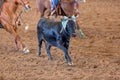 Calf Roping At An Outback Rodeo Royalty Free Stock Photo