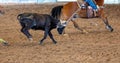 Calf Roping At An Outback Rodeo Royalty Free Stock Photo