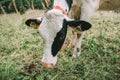 calf with black and white spotting in alpine pasture.Holstein Friesian Cattle.Calves graze on a meadow in the mountains. Royalty Free Stock Photo