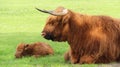 Calf Born Just One Night With Mother On Green Fields Royalty Free Stock Photo