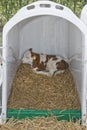 Calf in a box Royalty Free Stock Photo