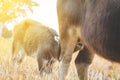 Calf buffalo sucking breast milk Royalty Free Stock Photo