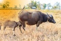 Calf buffalo sucking breast milk Royalty Free Stock Photo