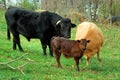 Calf with Bull and Cow Royalty Free Stock Photo