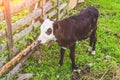 Calf bull cow in the pen of a village. Royalty Free Stock Photo