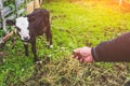 Calf bull cow in the pen of a village. Royalty Free Stock Photo