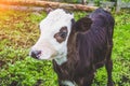 Calf bull cow in the pen of a village. Royalty Free Stock Photo