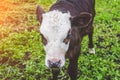 Calf bull cow in the pen of a village. Royalty Free Stock Photo