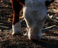 A calf Royalty Free Stock Photo