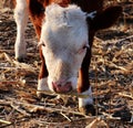 A calf Royalty Free Stock Photo