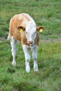 Calf, Cley-next-the-Sea, Norfolk, England