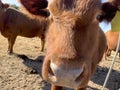 Calf closeup in a herd of Red Angus beef cattle funny