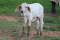 Calf coming out of a swamp looking for its mother