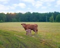 Calf and cow Royalty Free Stock Photo