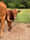 Red Angus Beef Calf with cow Royalty Free Stock Photo