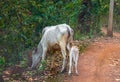 A Calf Cow drinks mother milk.