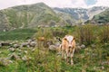 Calf Cow Eating Grass In Spring Pasture. Cow Grazing On A Green Royalty Free Stock Photo