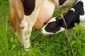 Calf cow feeding Royalty Free Stock Photo