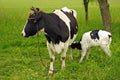 Calf cow feeding Royalty Free Stock Photo