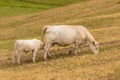 Calf and cow in a field Royalty Free Stock Photo