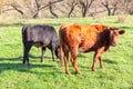 Calf and cow Royalty Free Stock Photo