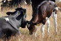 Mother and child, two holstein cows