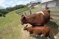 Calf and Cow on Old Rustic Wisconsin Dairy Farm Royalty Free Stock Photo