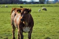 Calf cows Royalty Free Stock Photo