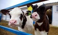 Calf at Dairy Farm Cow Pennsylvania Holstein Cute Baby Animal Royalty Free Stock Photo