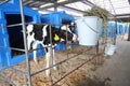 Calf on a dairy farm drinking water from a Royalty Free Stock Photo