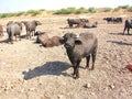 A Calf of a Domestic Asian Water Buffalo Royalty Free Stock Photo