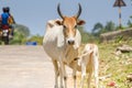 Calf drinking milk from acow. Cow a sacred animal