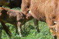 Calf drinking milk from its mother`s udder a brown cow suckling her calf in the pasture Royalty Free Stock Photo