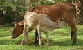 Calf drinking milk from mother cow`s udder in farmland, Livestock in the countryside of Thailand.