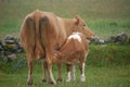 Calf drinking milk from udder