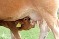 Calf while drinking the milk from the udder of the cow Royalty Free Stock Photo