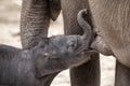 Calf drinking mother milk