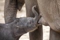 Calf drinking mother milk