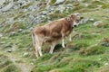 Calf is drinking mother`s milk