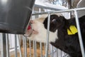 Calf drinking in stable on farm Royalty Free Stock Photo