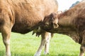 Calf drinks milk from the udders