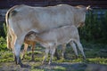 calf drinks from mother cow in evening sunlight