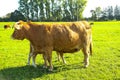 Calf drinks from udder on pasture