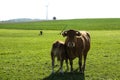 brown cows with horns in a pasture, together with the calves Royalty Free Stock Photo